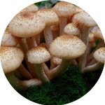 Cogumelos vitais