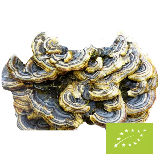 Natura Med <br>Biologische Coriolus paddenstoel poeder - 100 g